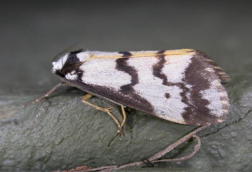 Philenora undulosa