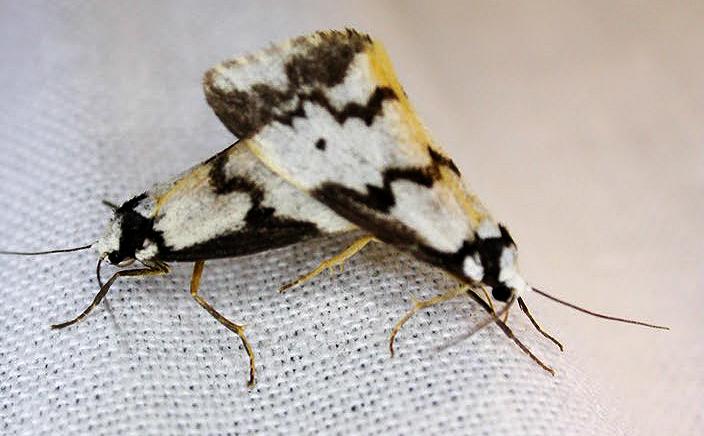 Philenora undulosa