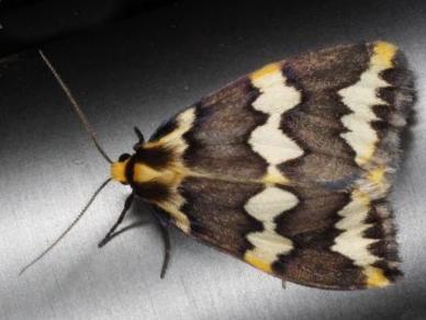 Termessa xanthomelas