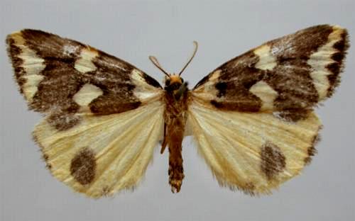 Termessa xanthomelas