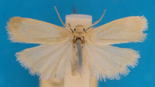 Ateucheta zatesima
