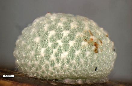 Pseudalmenus chlorinda