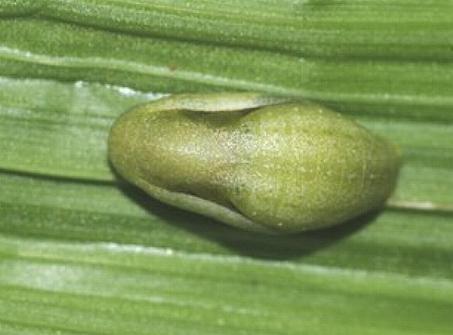 Hypolycaena danis