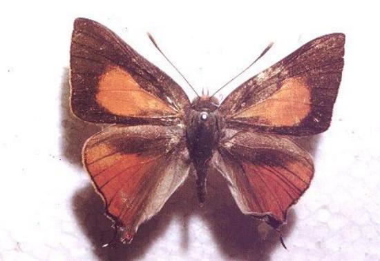 Deudorix diovis