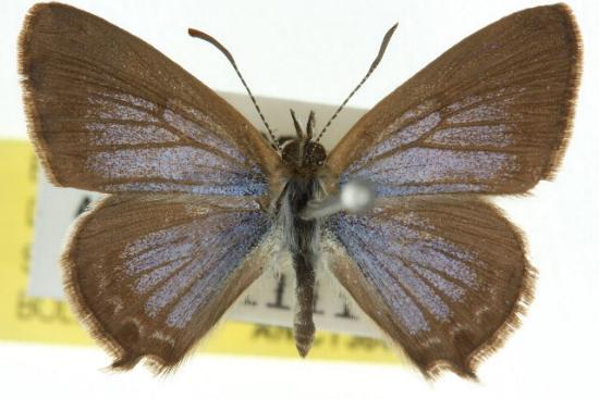 Theclinesthes hesperia