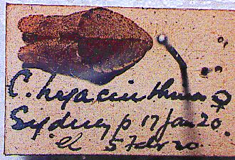 Candalides hyacinthinus