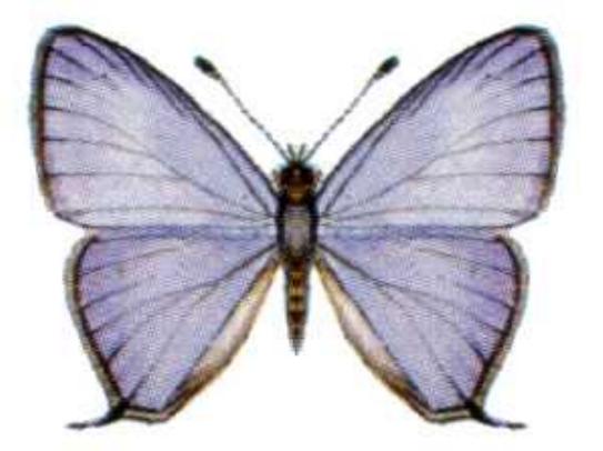 Erysichton lineatus