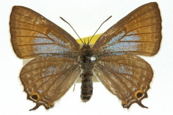 Jalmenus lithochroa