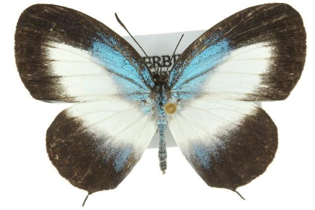 Jamides nemophilus