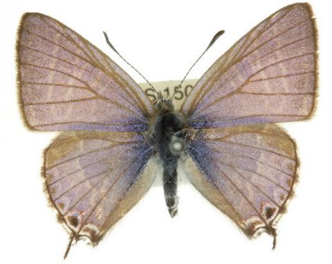 Theclinesthes onycha