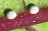 Hypolycaena phorbas