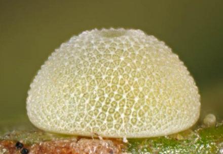 Paralucia spinifera
