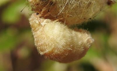 Orgyia australis