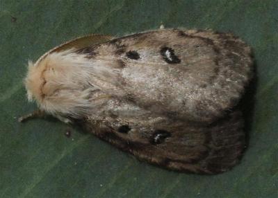 Leptocneria binotata