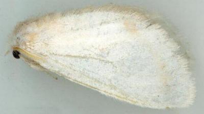 Acyphas leptotypa