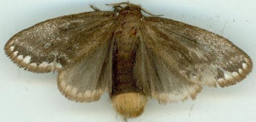Euproctis niphobola