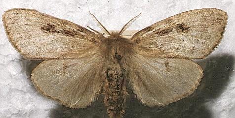 http://lepidoptera.butterflyhouse.com.au/lyma/reducta6.jpg