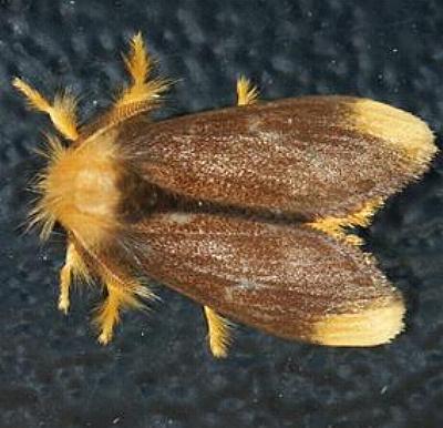 Euproctis subnobilis