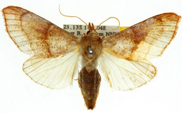 Styphlolepis squamosalis