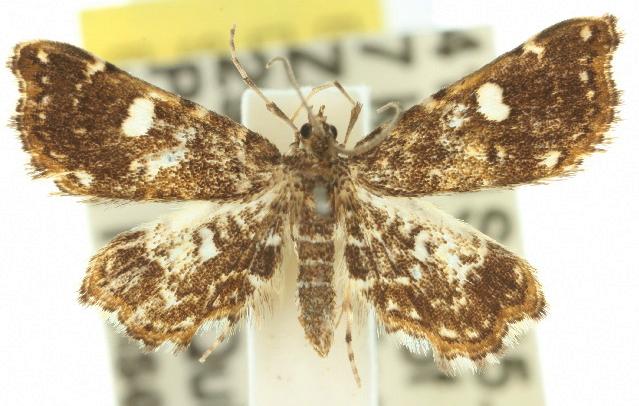 Baeoptila oculalis