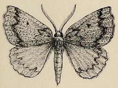 Furcatrox australis