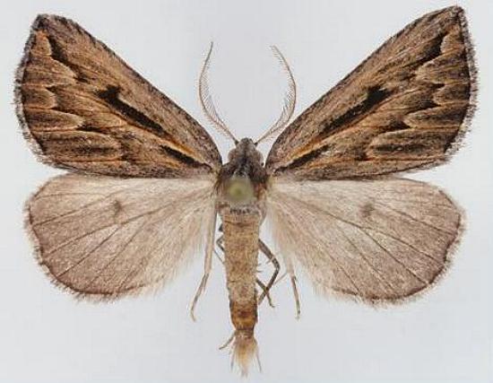 Amelora belemnophora