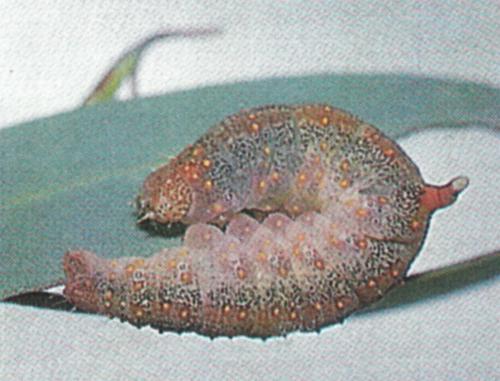 Mnesampela lenaea