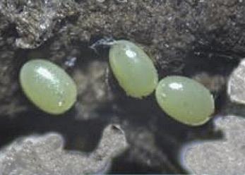 Amphiclasta lygaea