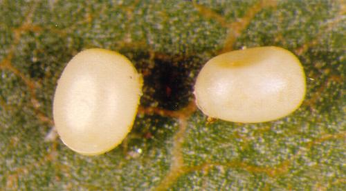 Cassythaphaga macarta