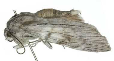 Capusa stenophara