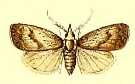 Manoba brunellus