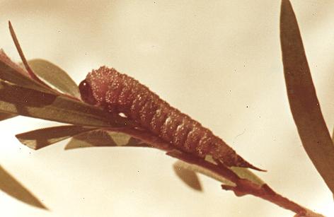 Pterygophorus cinctus