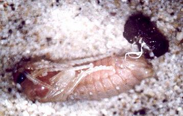 Pterygophorus cinctus