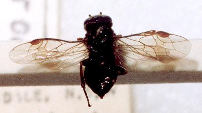 Caliroa cerasi