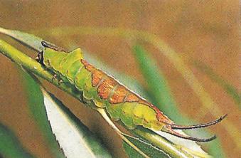 Cerura australis larva