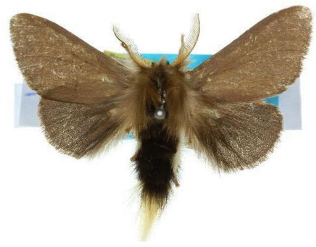 Trichiocercus celaena