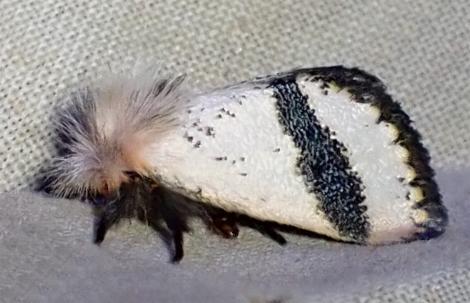Epicoma phoenura
