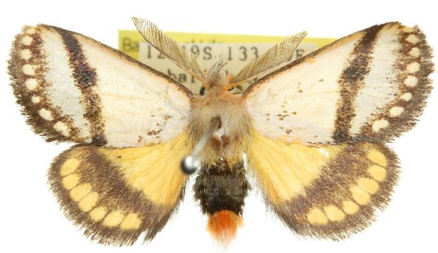 Epicoma phoenura
