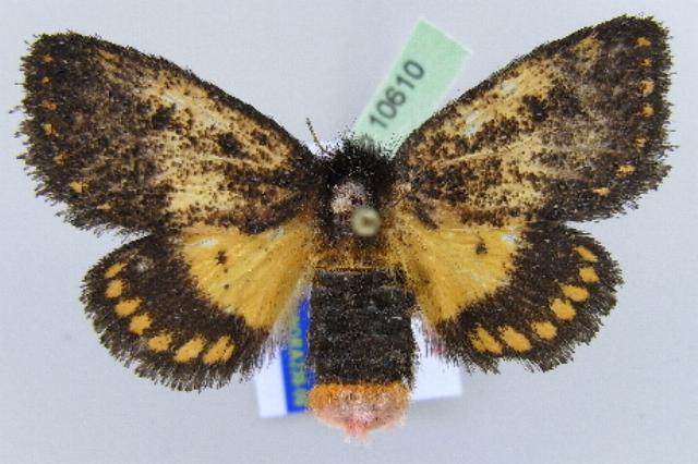 Epicoma phoenura
