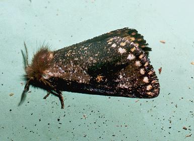 Epicoma tristis