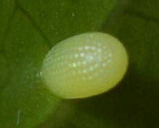 Euploea corinna