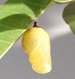 Euploea corinna