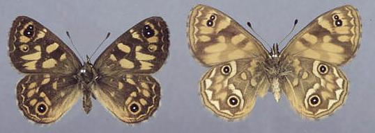 Oreixenica correae