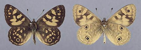 Oreixenica correae