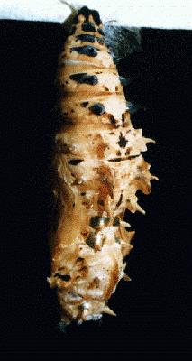 Cethosia cydippe
