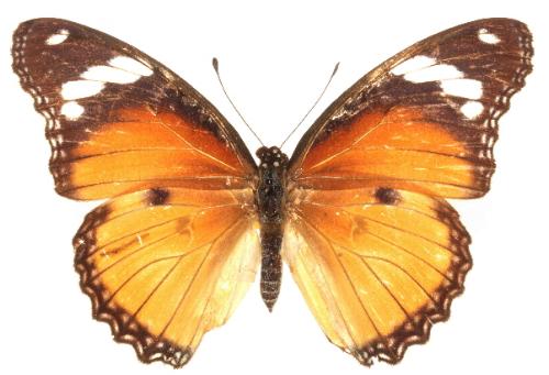 Hypolimnas misippus