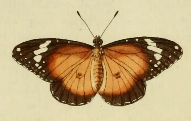 Danaus petilia