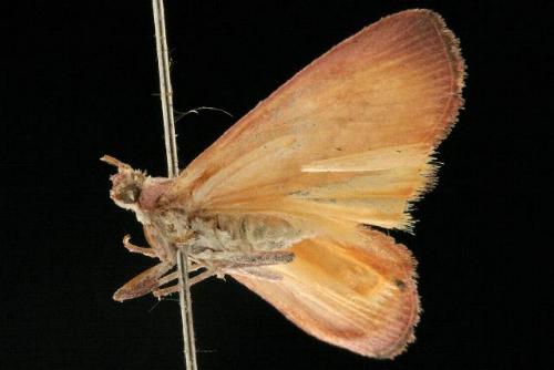 Anemosa isadasalis