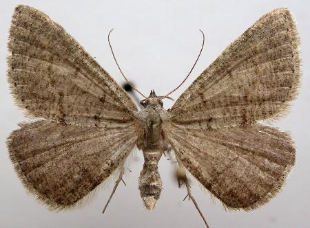 Taxeotis adelia