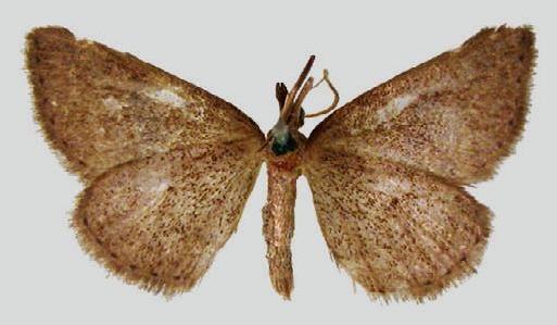 Aglossophanes adoxima